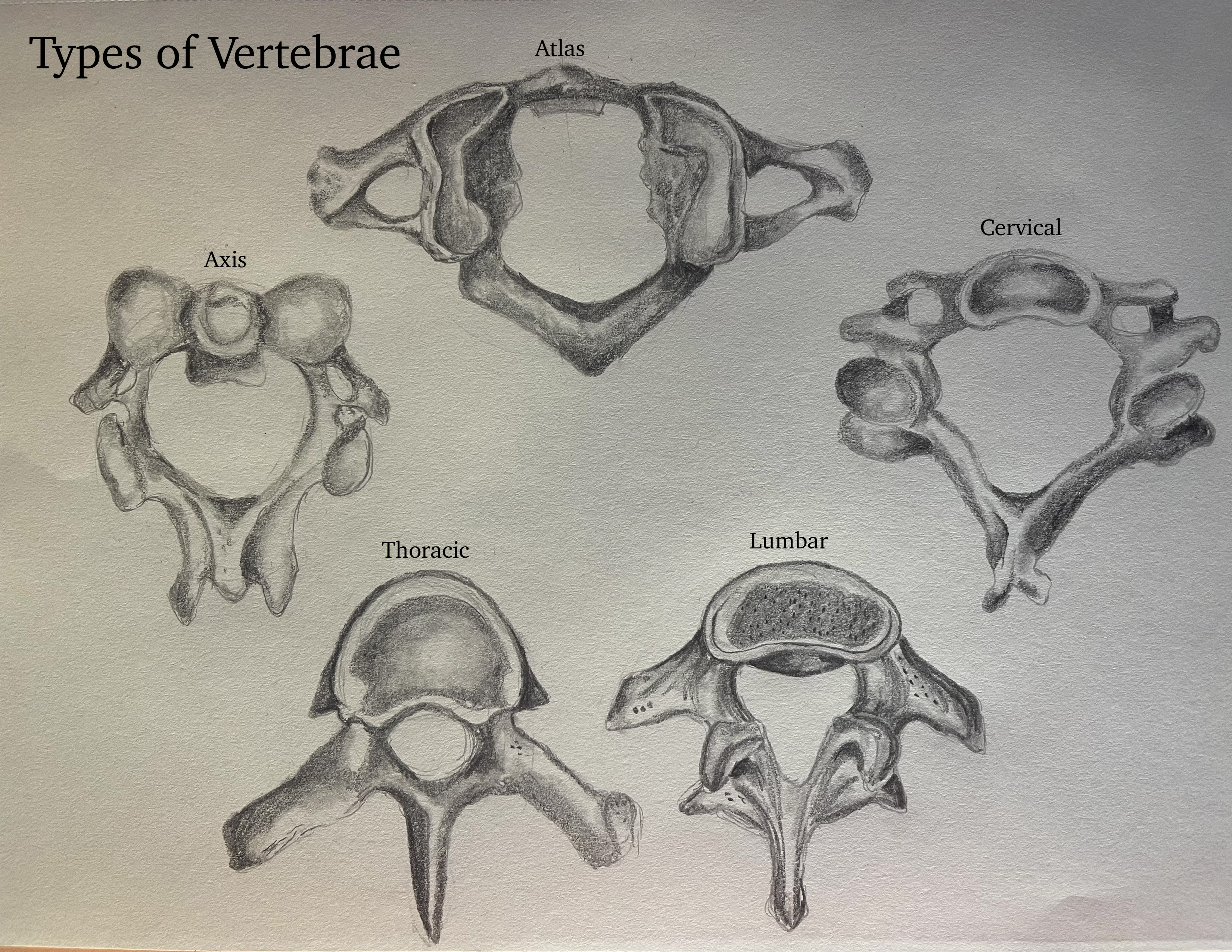 Vertebrae